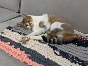 Crocheting with Old Clothes for my cat