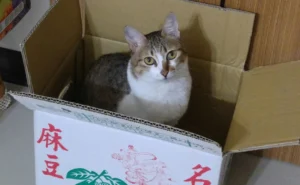 Mimi prefers a fruit package box