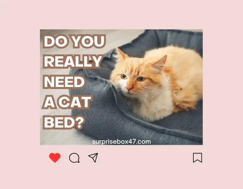 Heated Cat Beds Are Great – If Only Cats Agreed