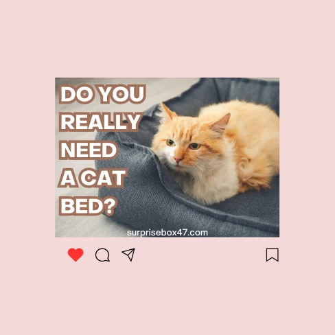 Do you really need a cat bed